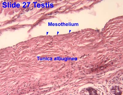mesothelium-histology